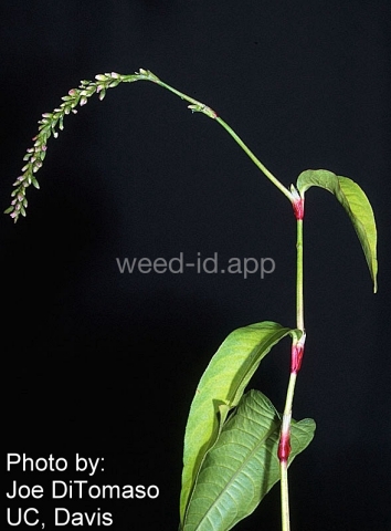 smartweed, marshpepper